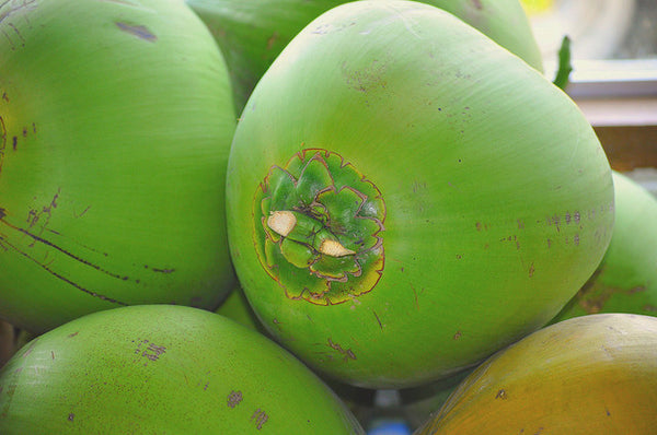 Young Florida Coconuts