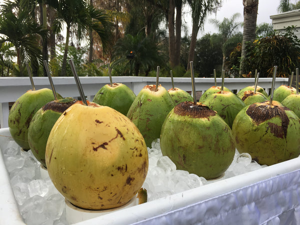 coconut palm trees for sale in florida Young Florida Coconuts – Natural Goodness